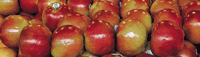 apples
