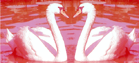 swan